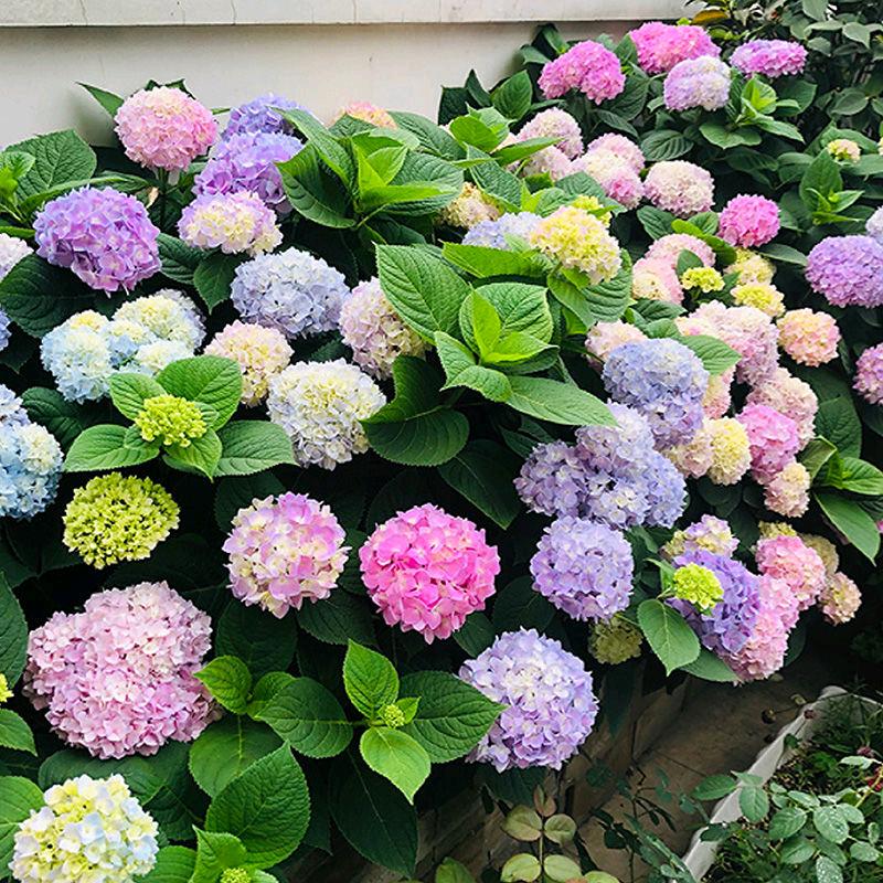 苗芊花卉