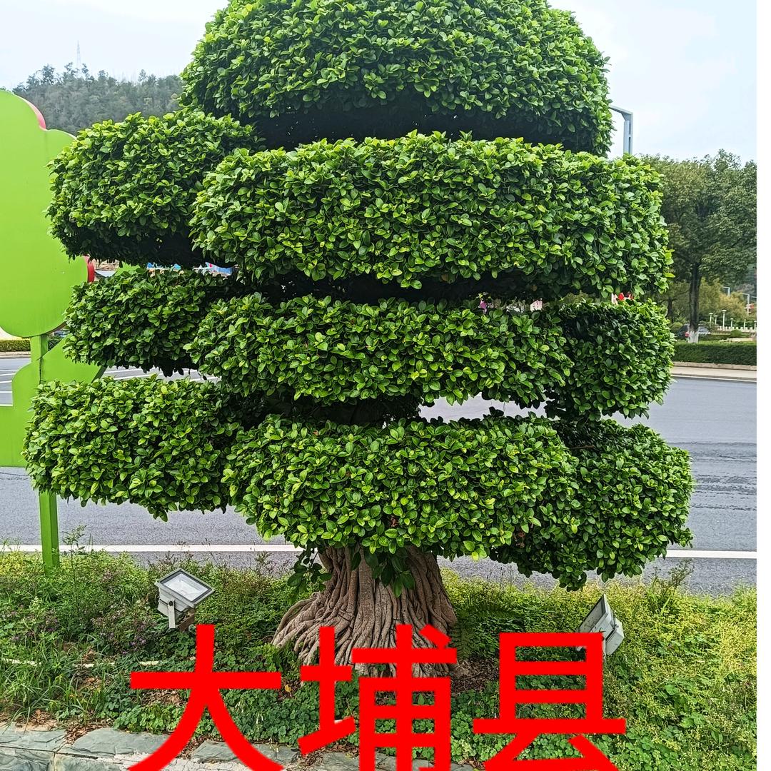 双情好物