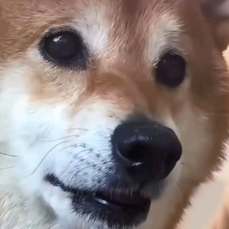搞笑萌宝