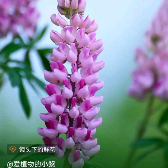 活着就是为了摆渡头像