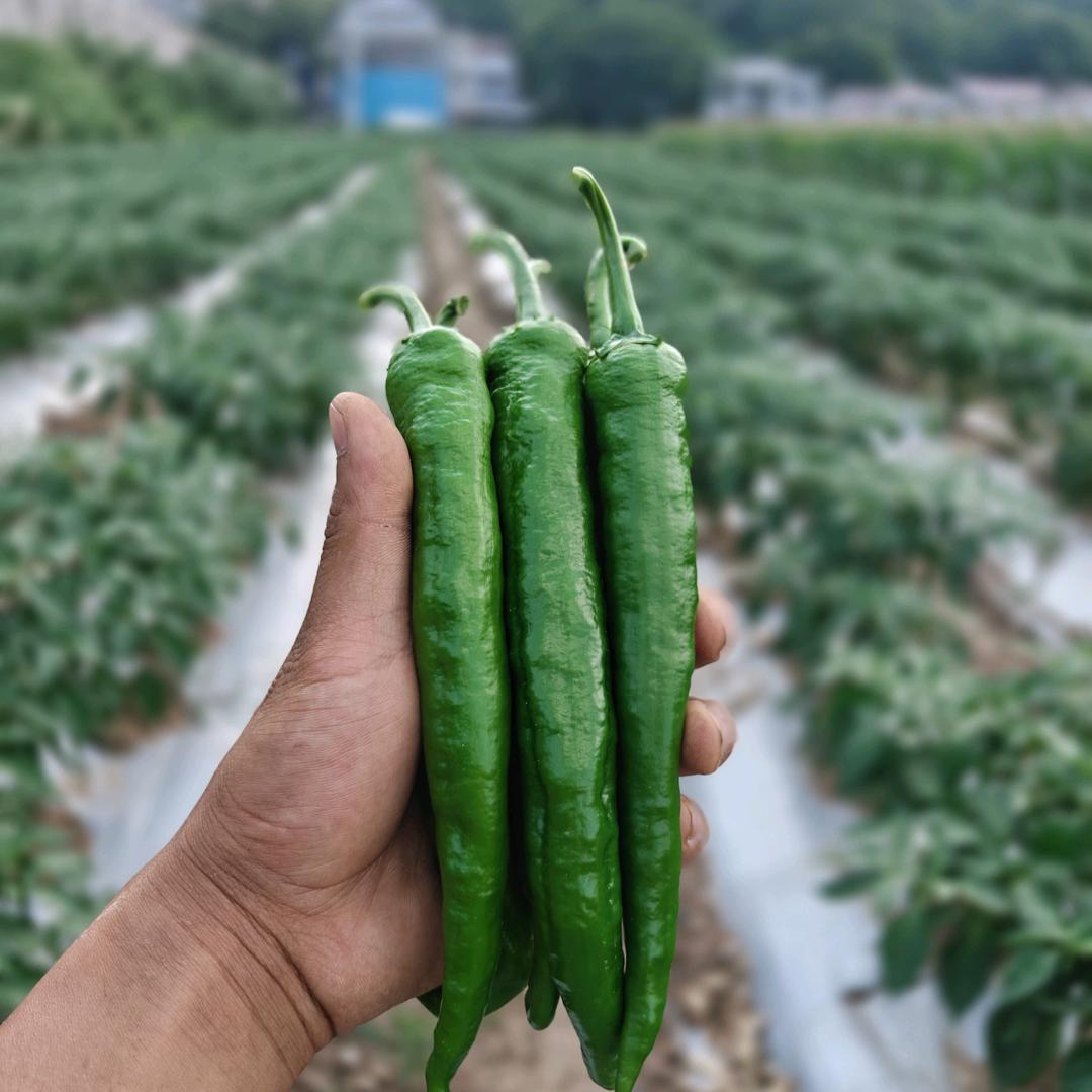 00后种菜小伙