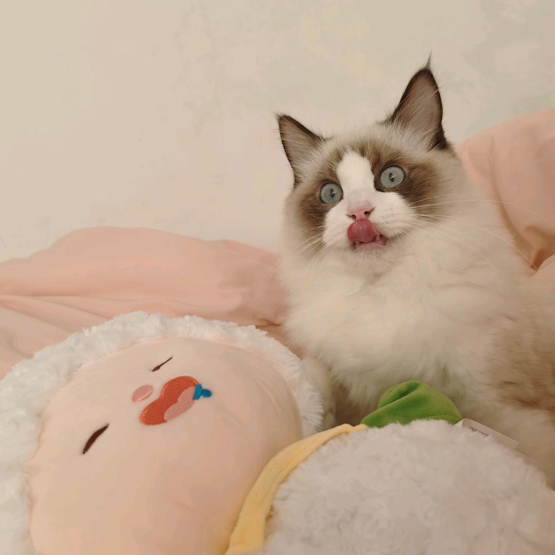 有只猫🐱