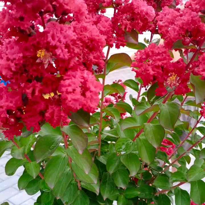 用户好人一生平安