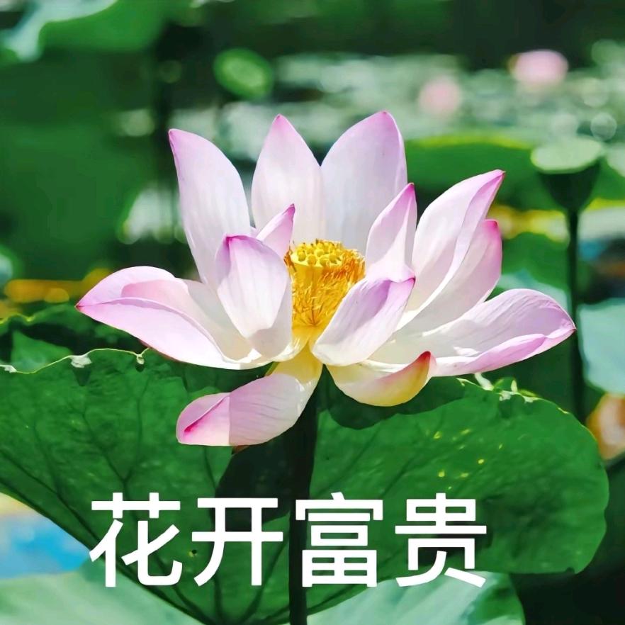 花开富贵619