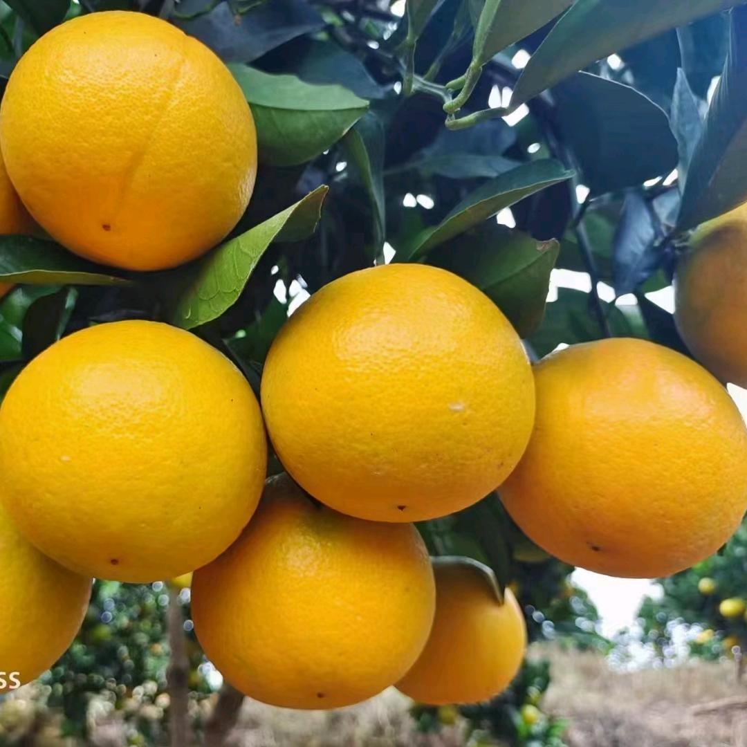 @冰糖橙之都《可代发对接市场等……》曾家