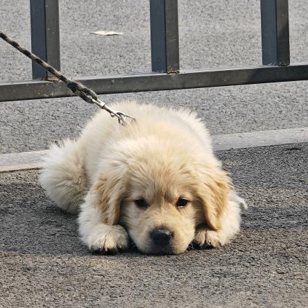 丰县汉君宠物店