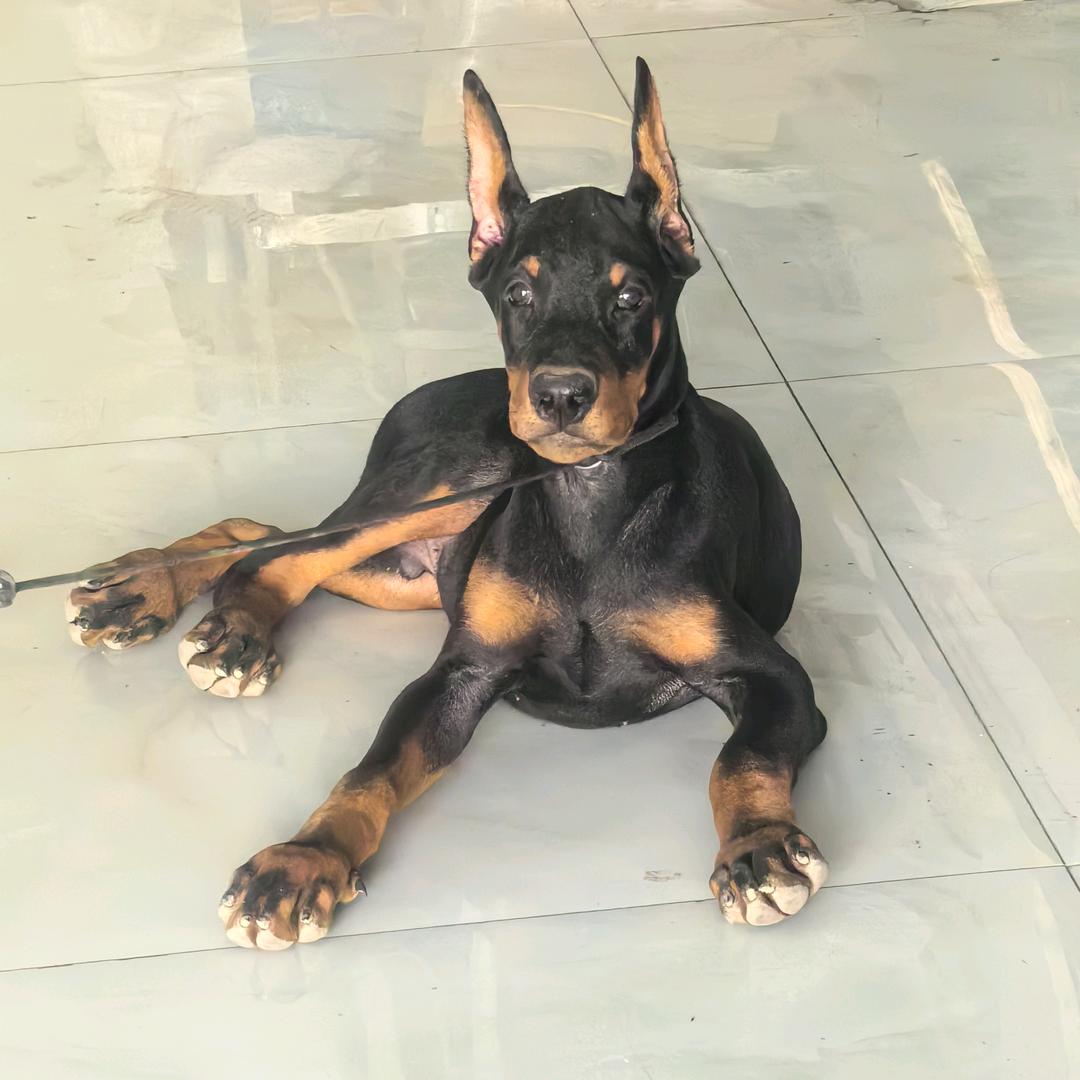 杜宾犬小Q