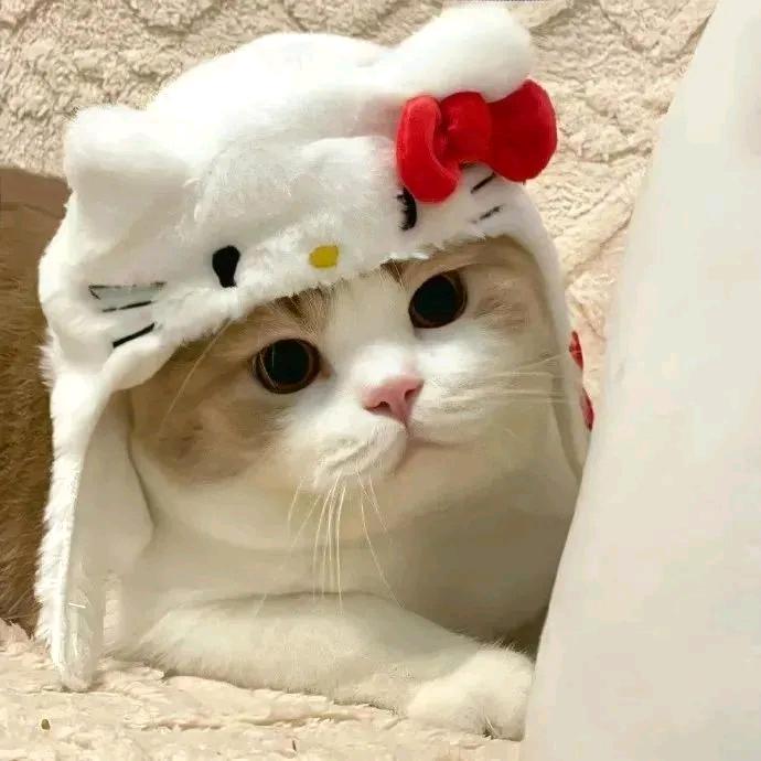 Peki-z
