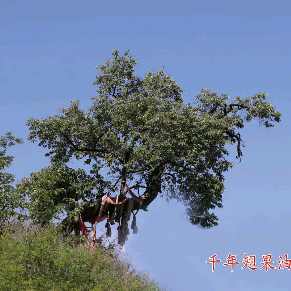 中国翅果油树之乡张文华