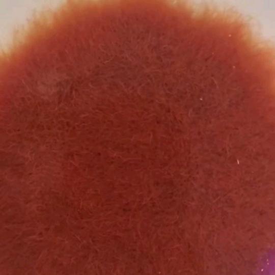 红线虫养殖基地批发零售《种苗培育》