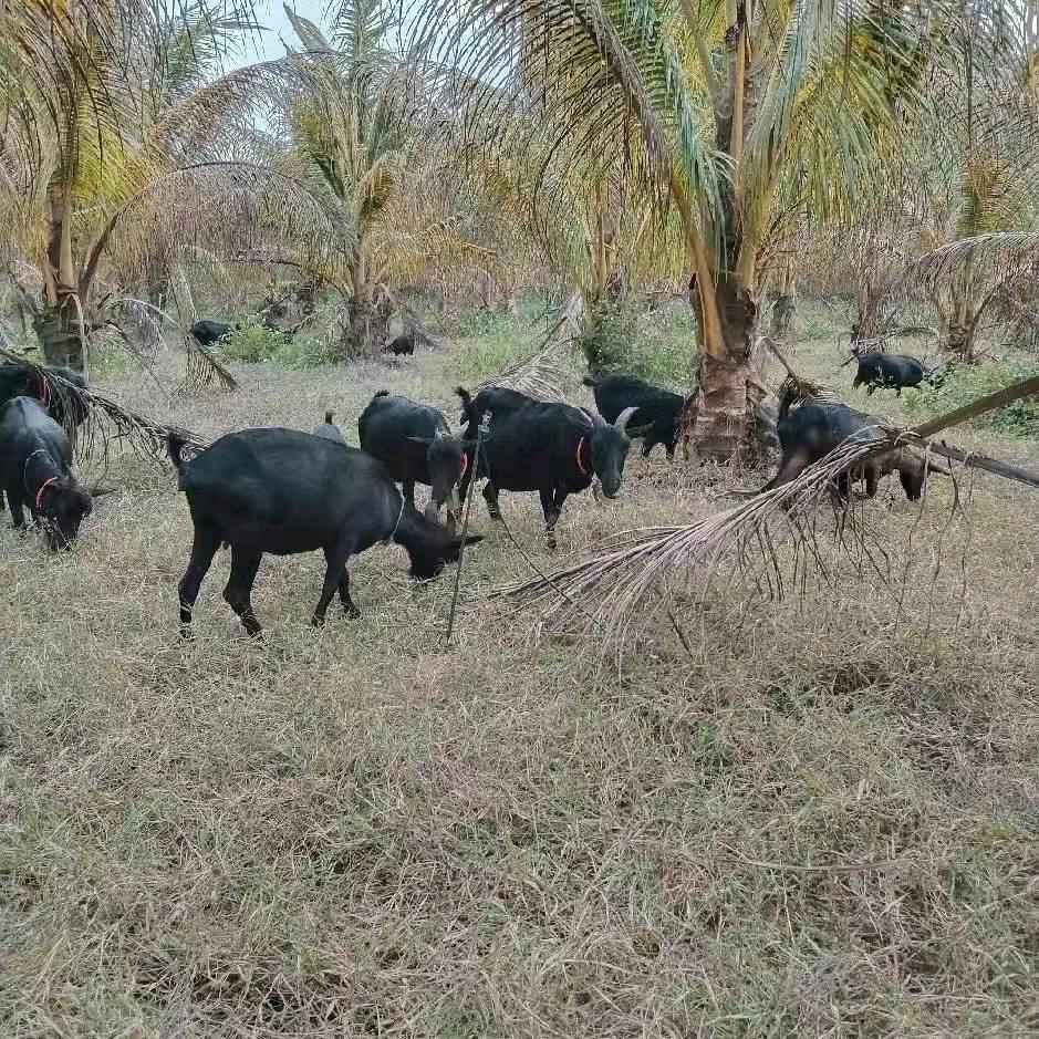 锦和黑山羊兵子(符天仁)