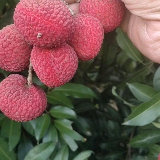 水果西施演艺