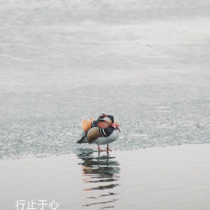 肥猫探案