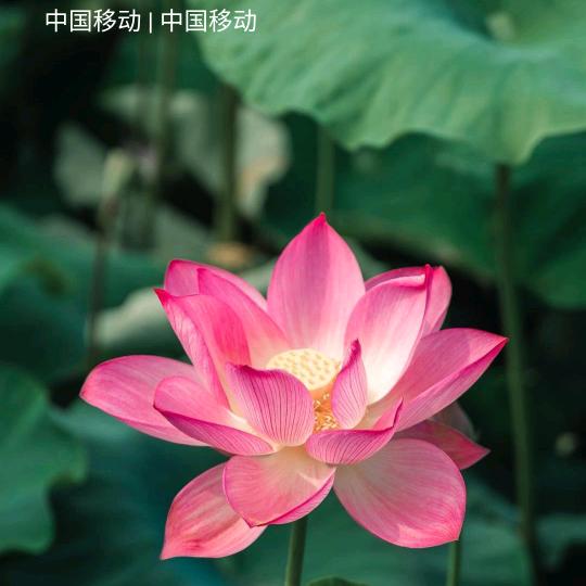 心诚则灵