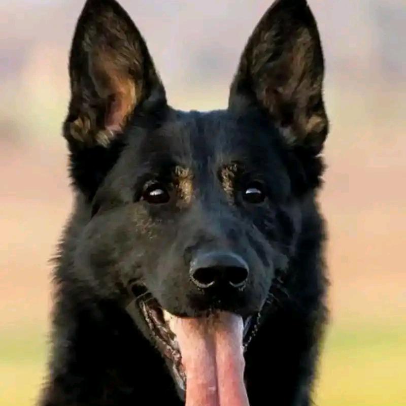 郑州东德爱好者