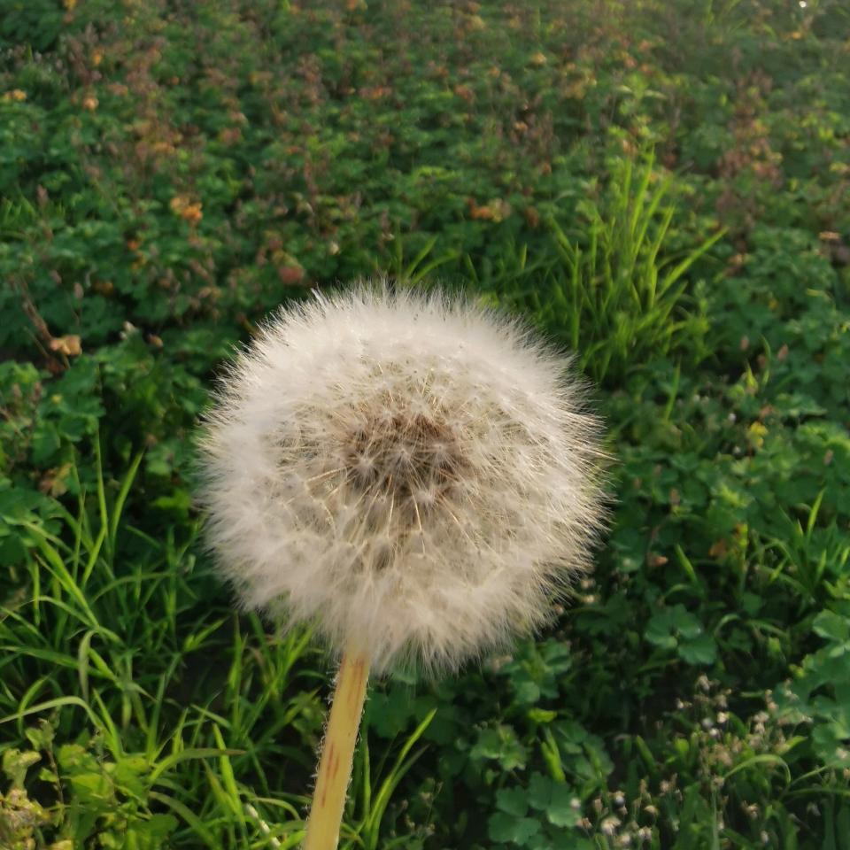 🌈 🍀熙熙 🐑🐯🐕🌈