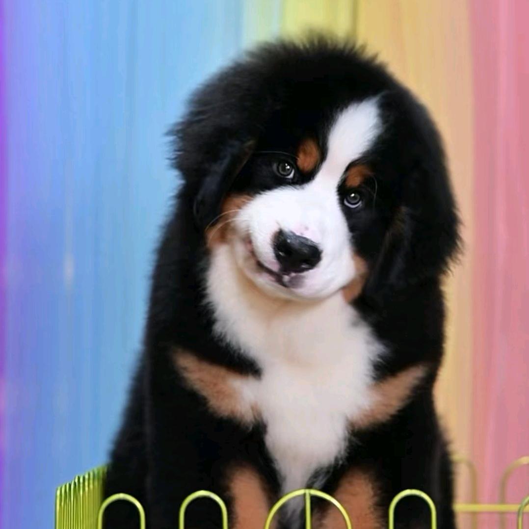 沈阳明哥伯恩山