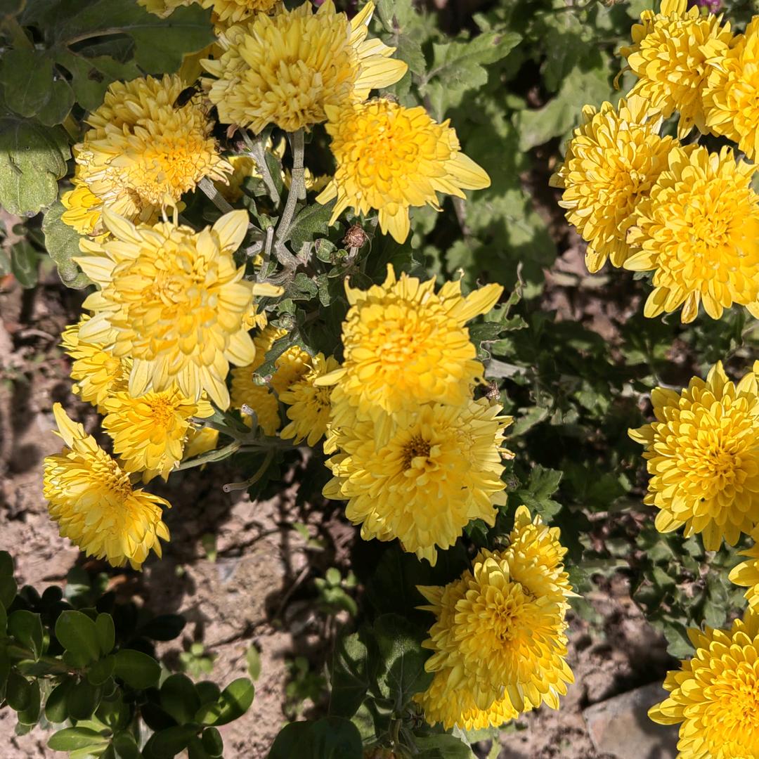 雏菊