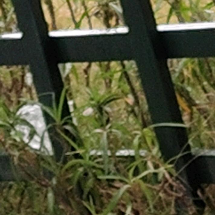 林菲菲