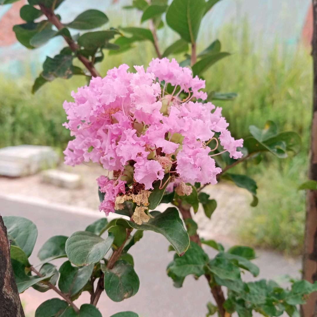 莫愁_2144524