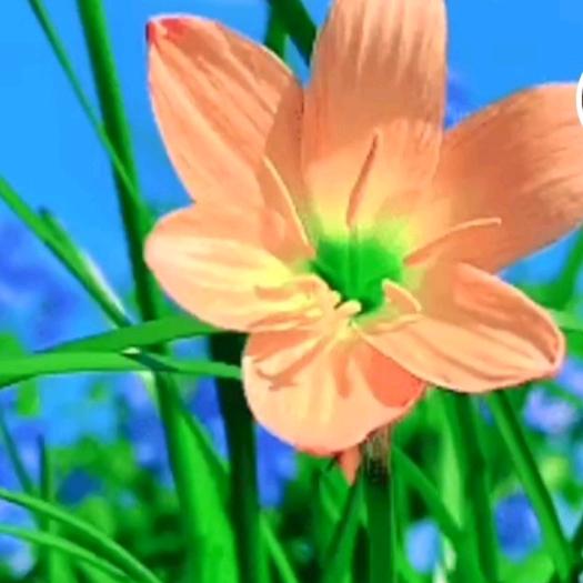 爱花爱草