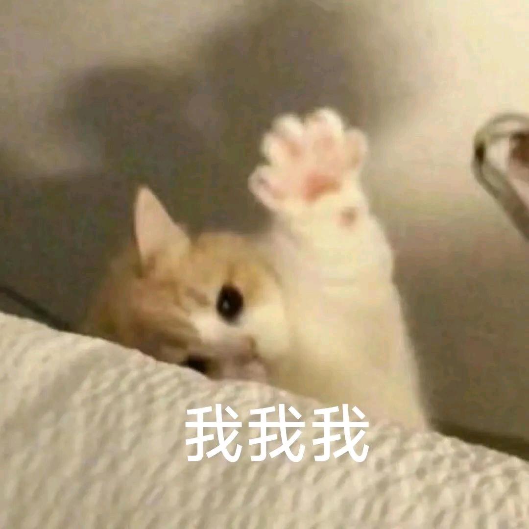 喵喵喵喵