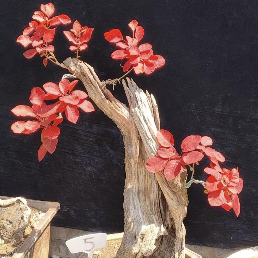 黄栌老桩素材！