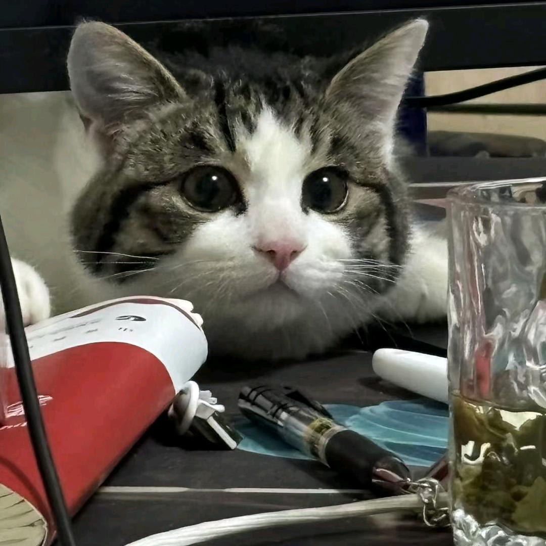 撸猫咪