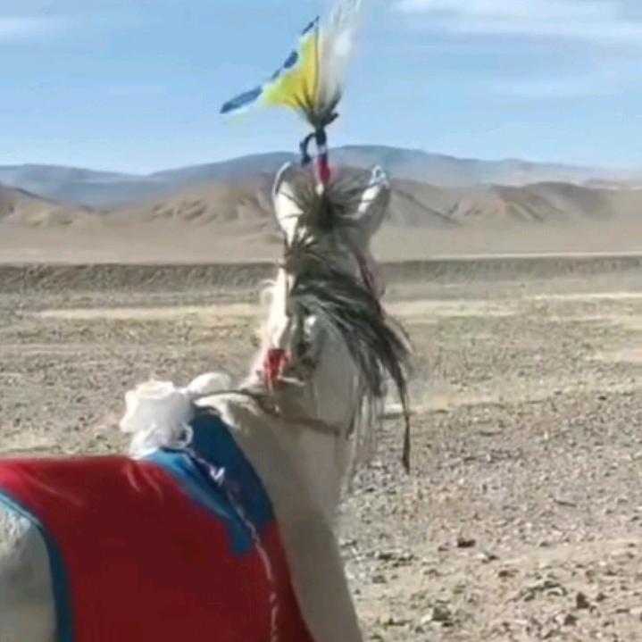 爱马🐴青年