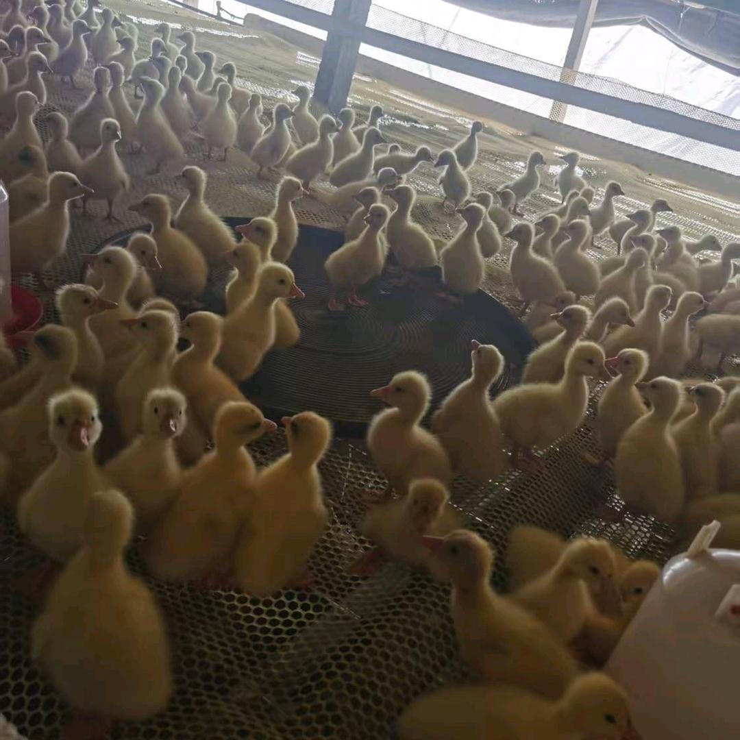 鑫鸿鹅苗孵化场🐣