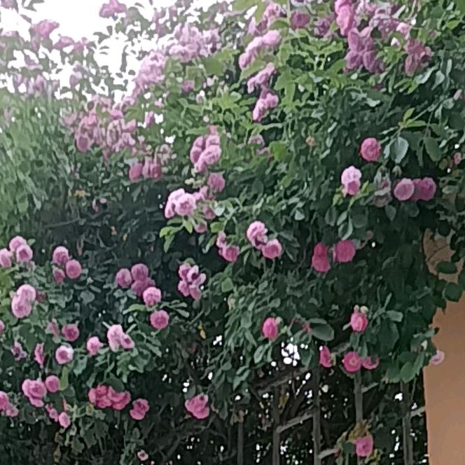 优雅姐