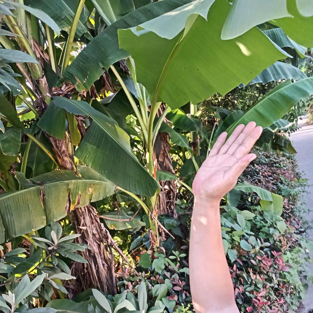 泥凝.