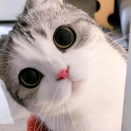 玖玖