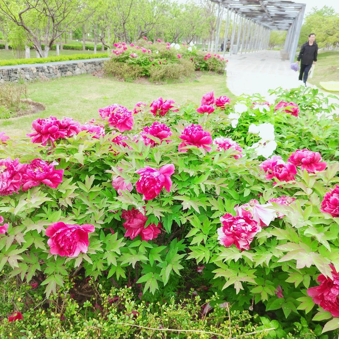 姬爱菊
