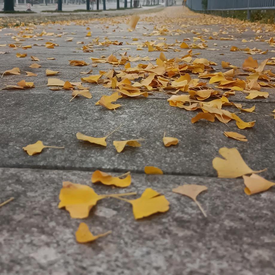 鸢风散人