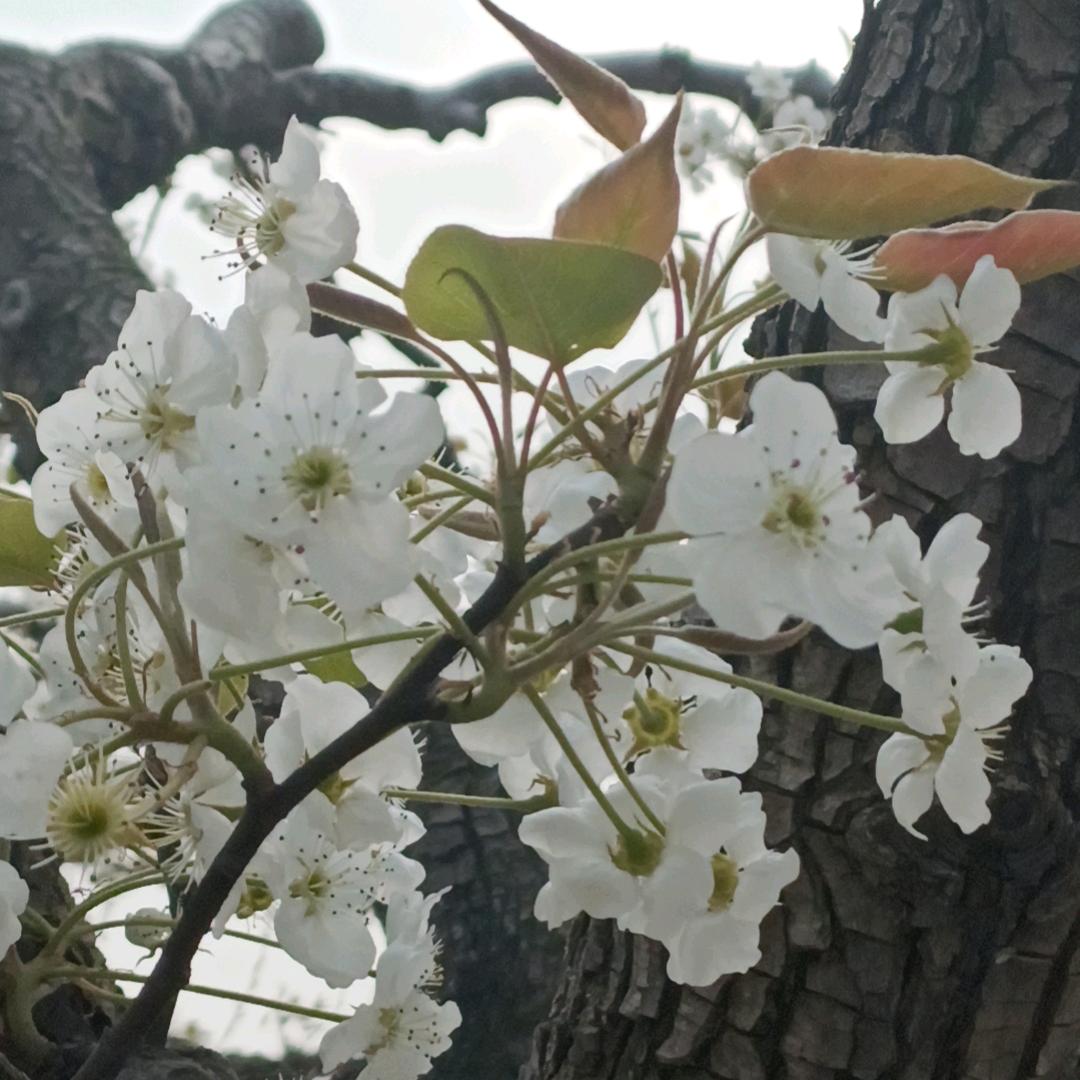 春暖花开