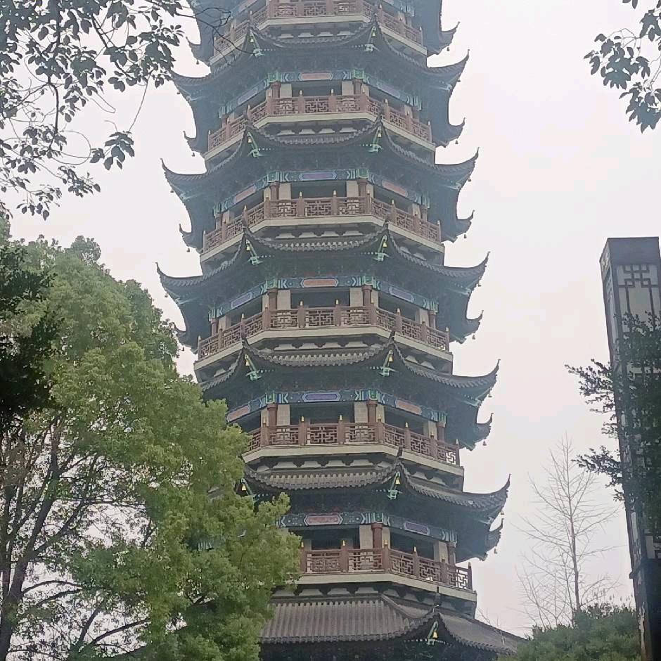 鸽
