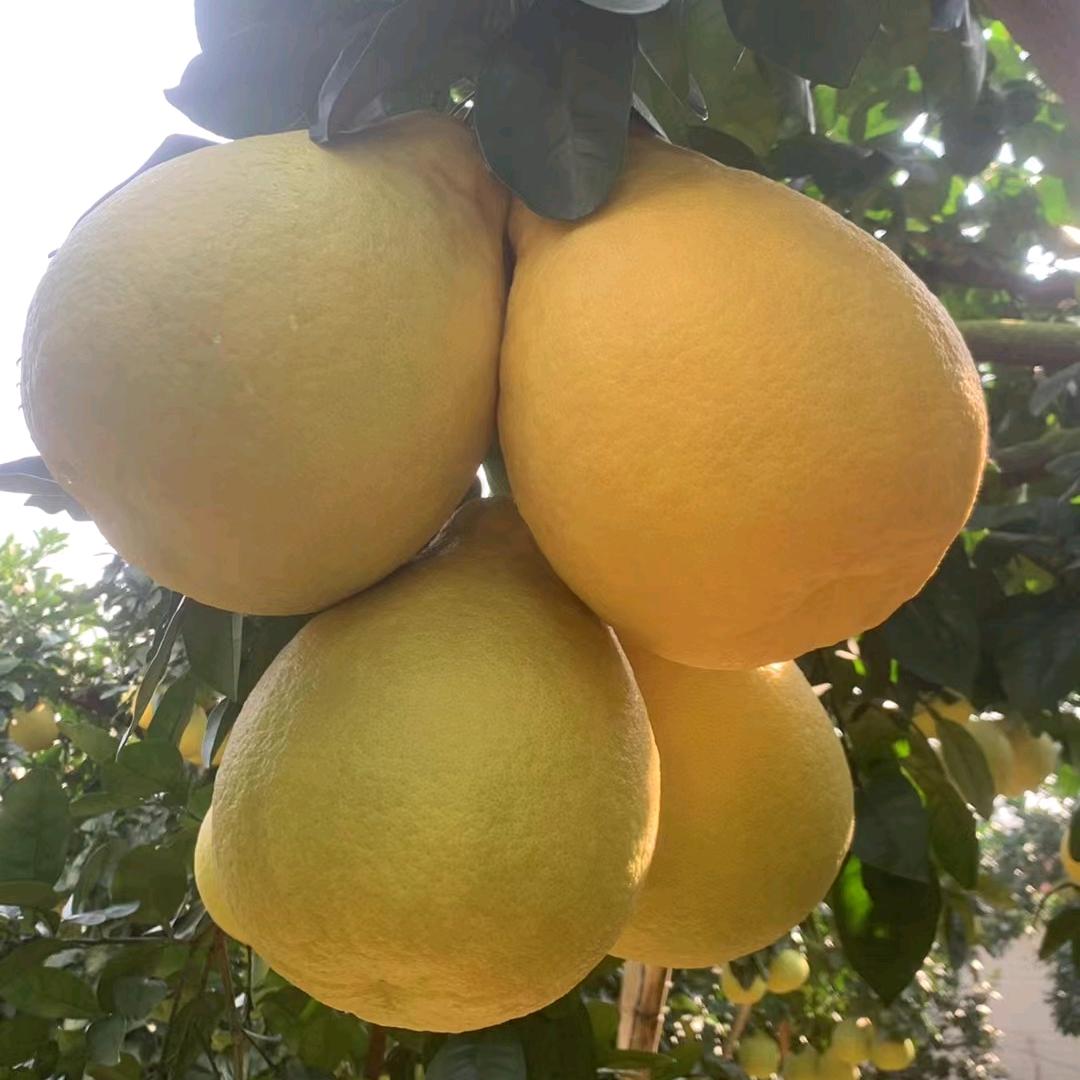 仡早星海专卖店