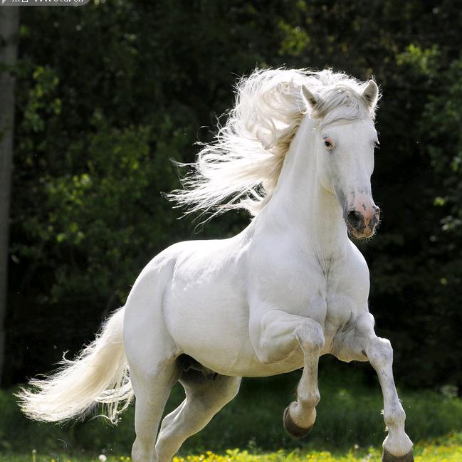 输过败过从未怕过