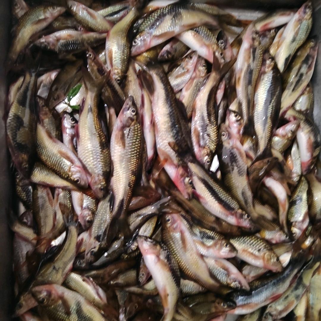 溪流野钓牛斑长