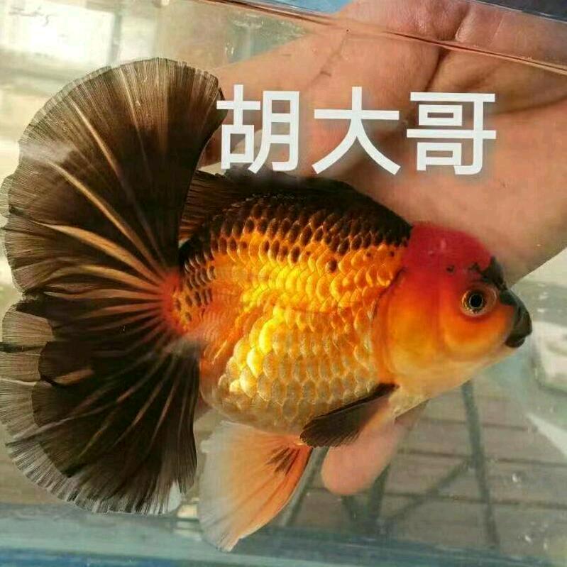 胡大金鱼直播号