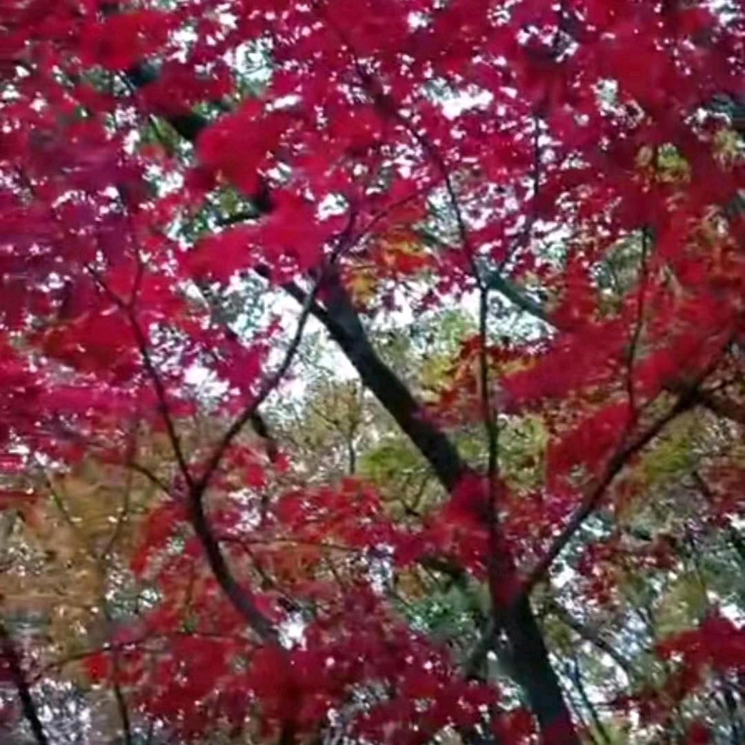 A好小号