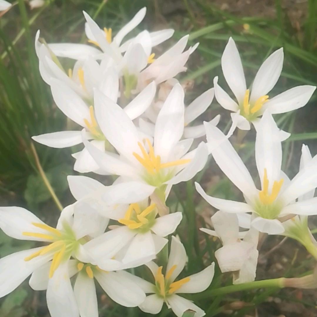 芒果莲台州中晚越剧团宁波