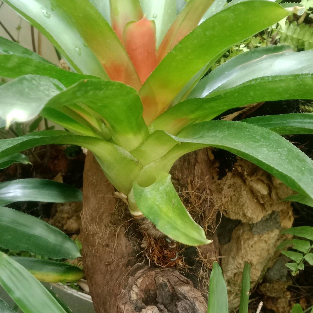 阿栋