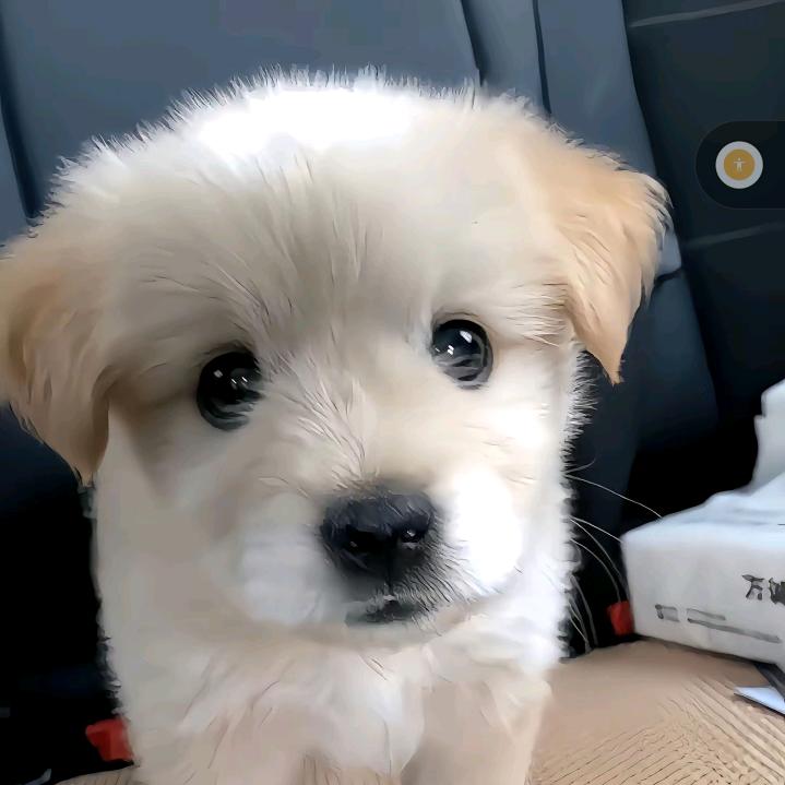 好好好欸