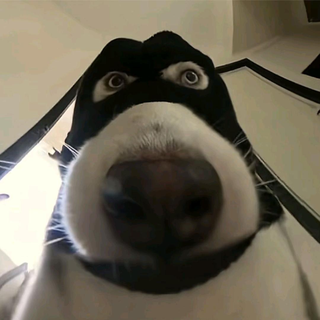 🌈猫大熊的熊大猫🐼