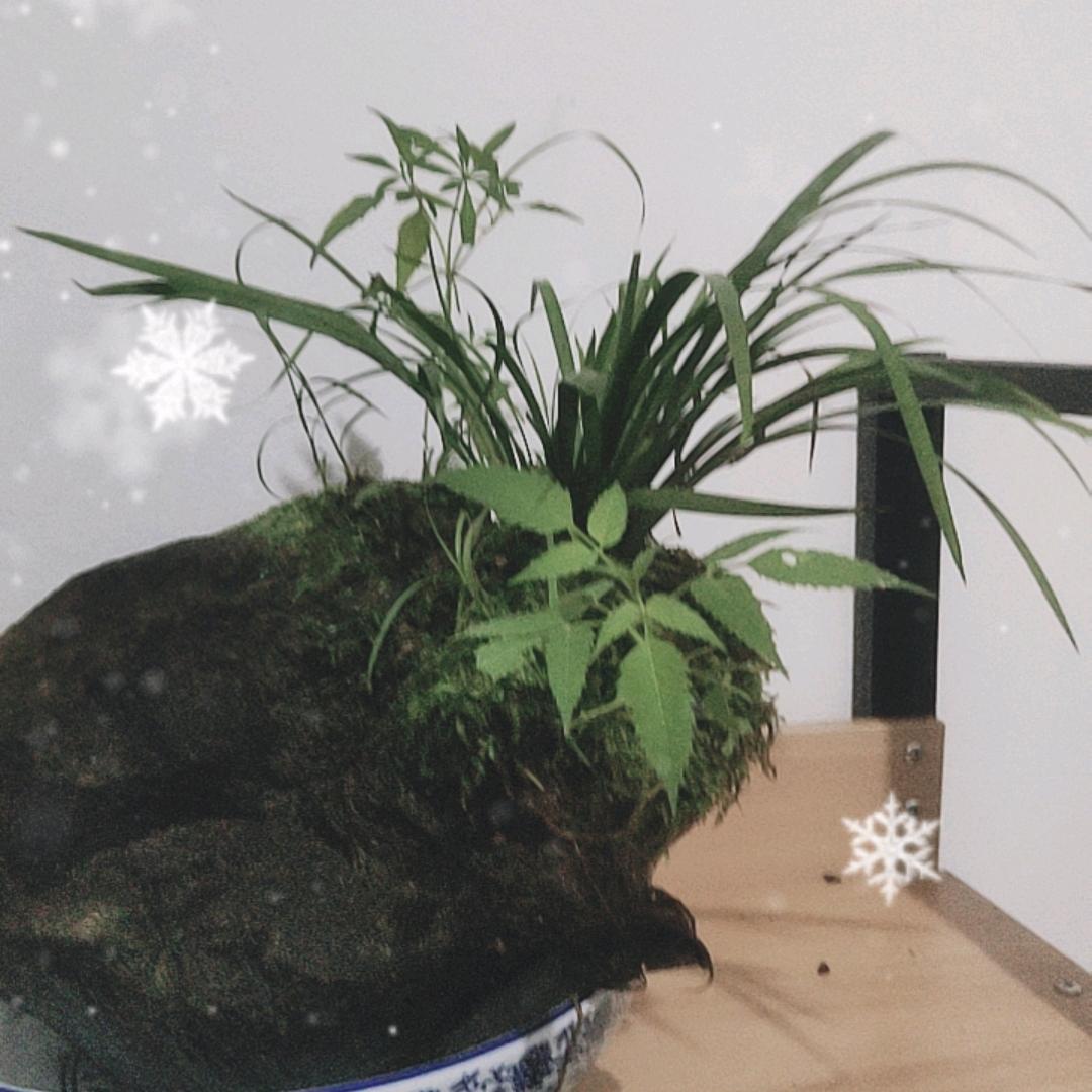 好运连连附石菖蒲盆景