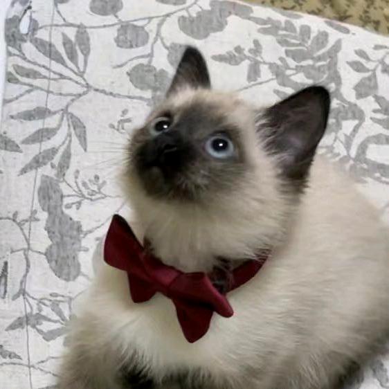 金喵喵动漫周边