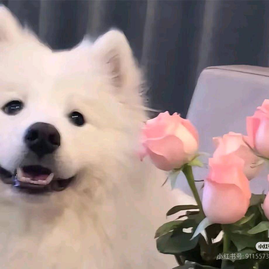 冰糖糊糊🍬