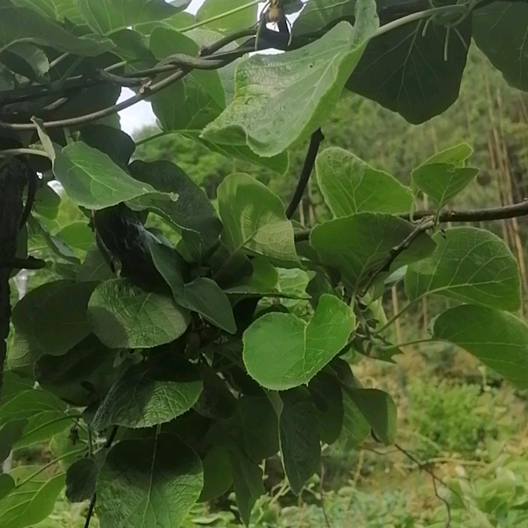 飞哥